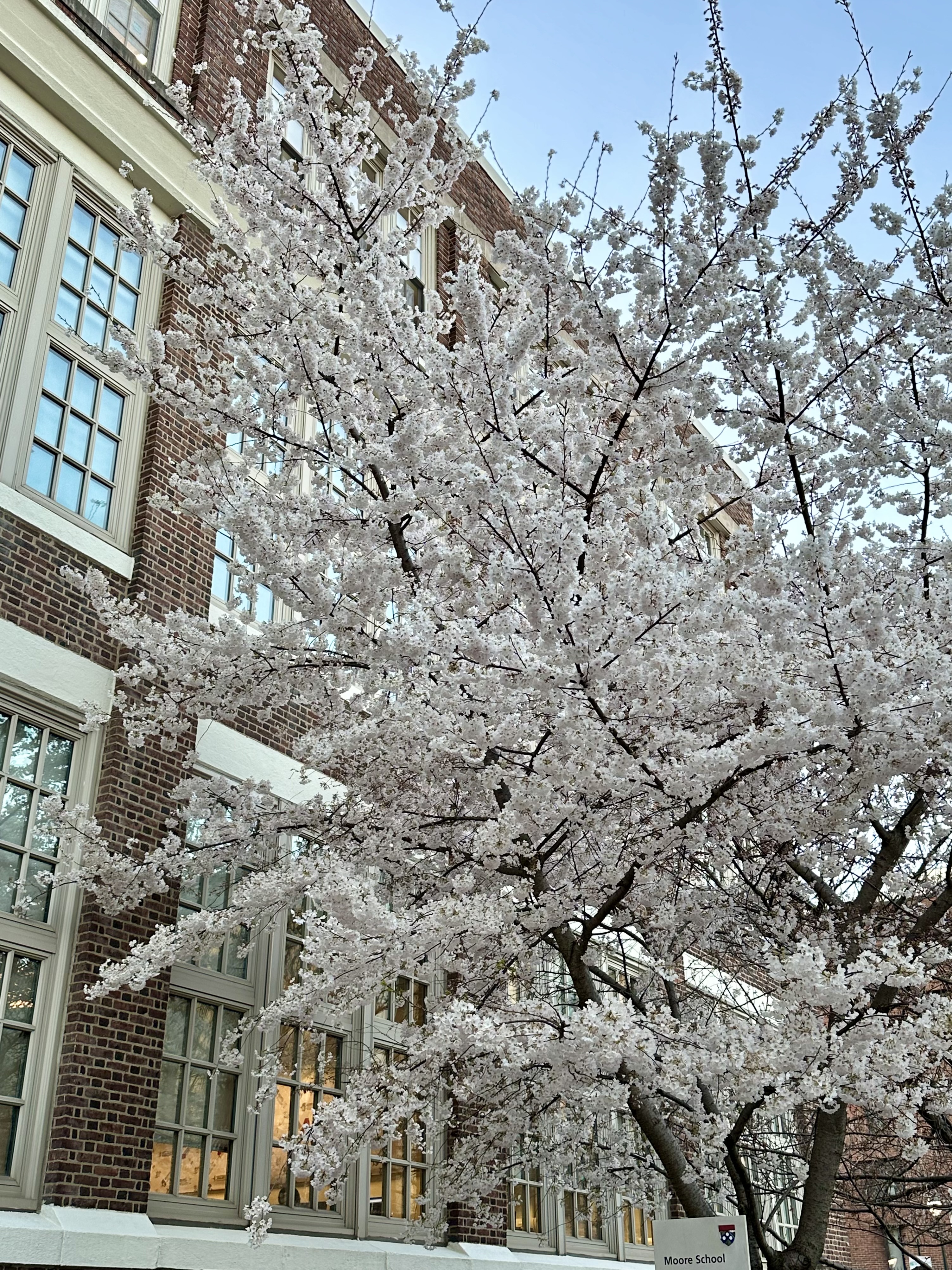Yoshino Cherry