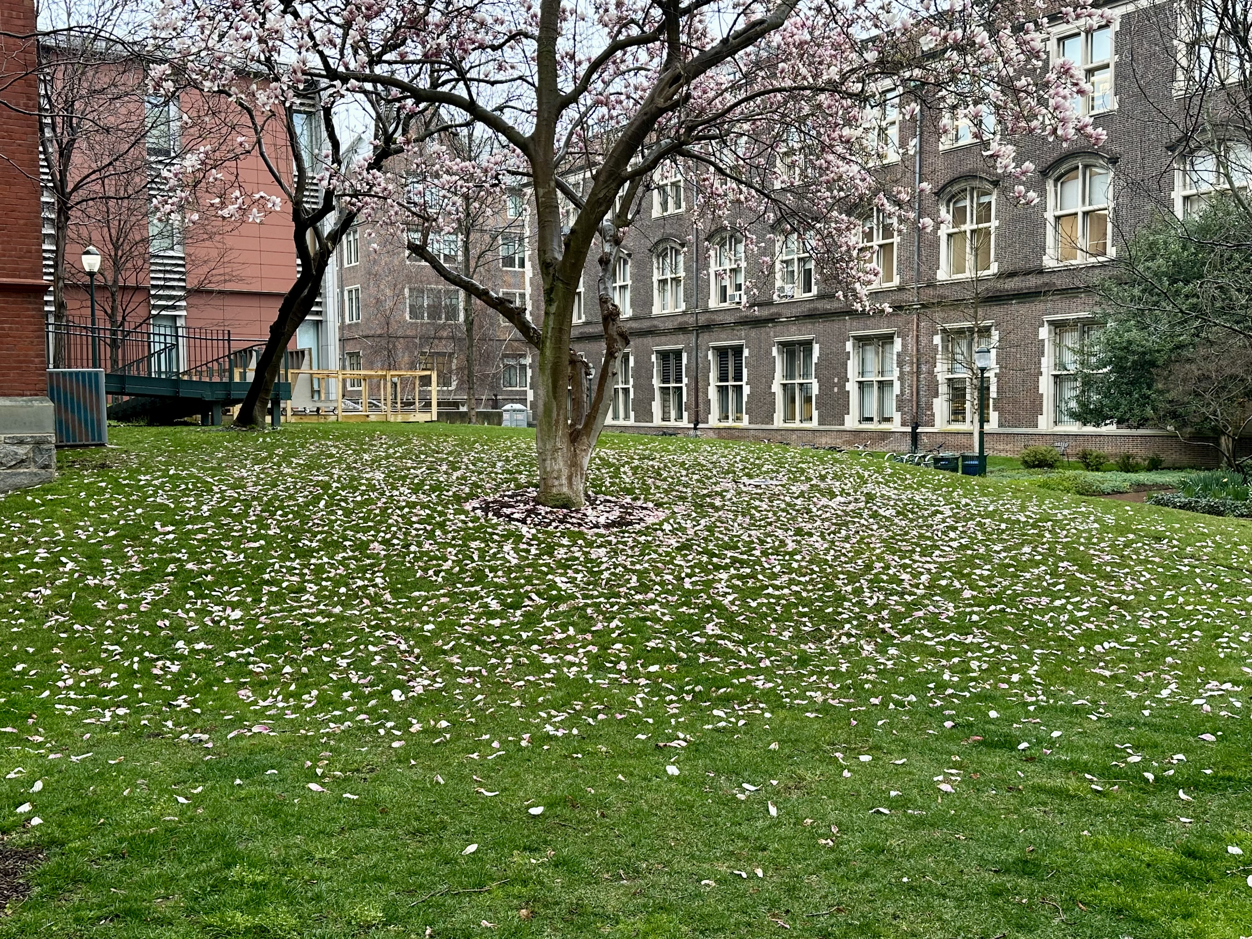 Yulan Magnolia