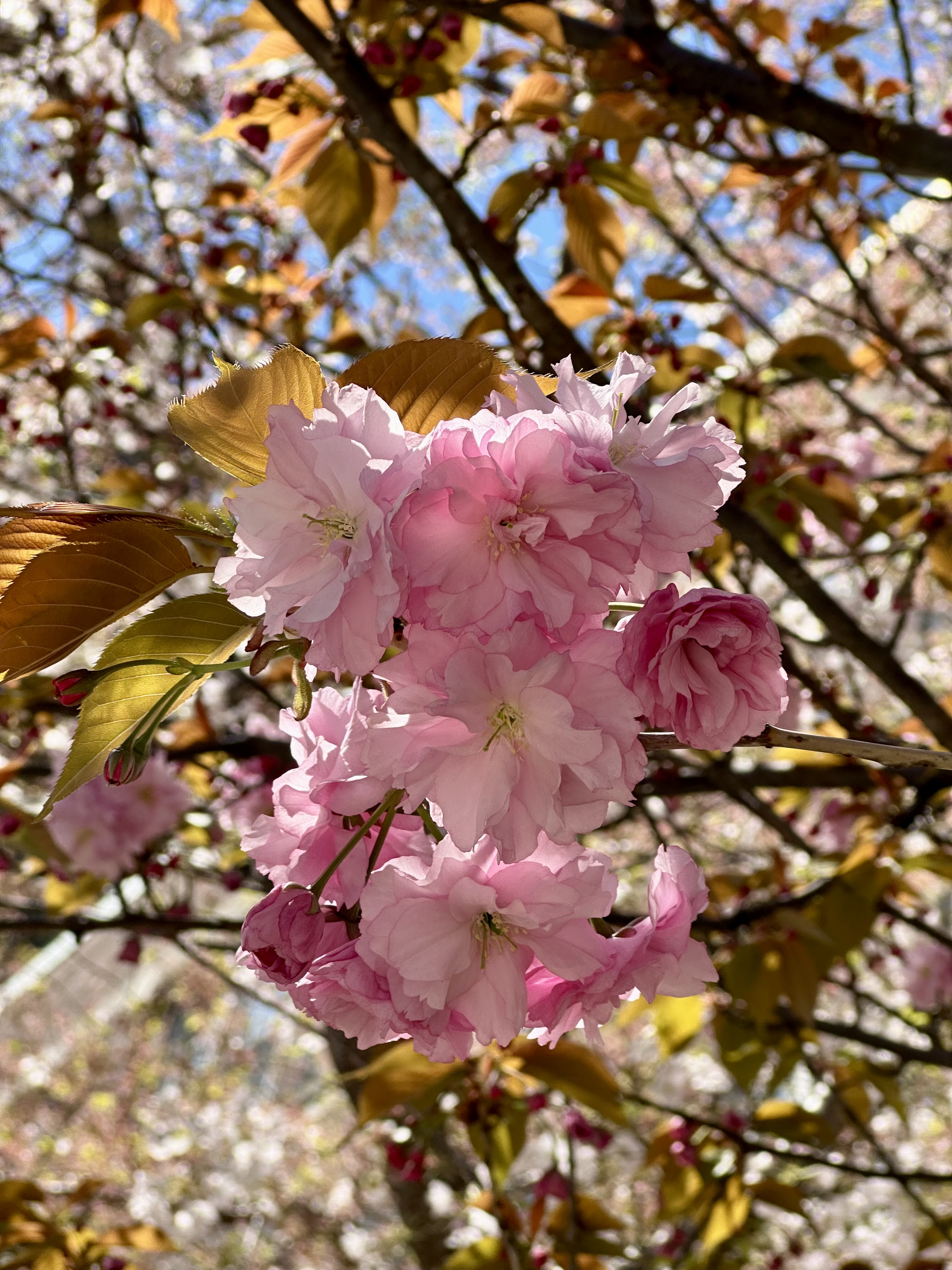 Kanzan Cherry