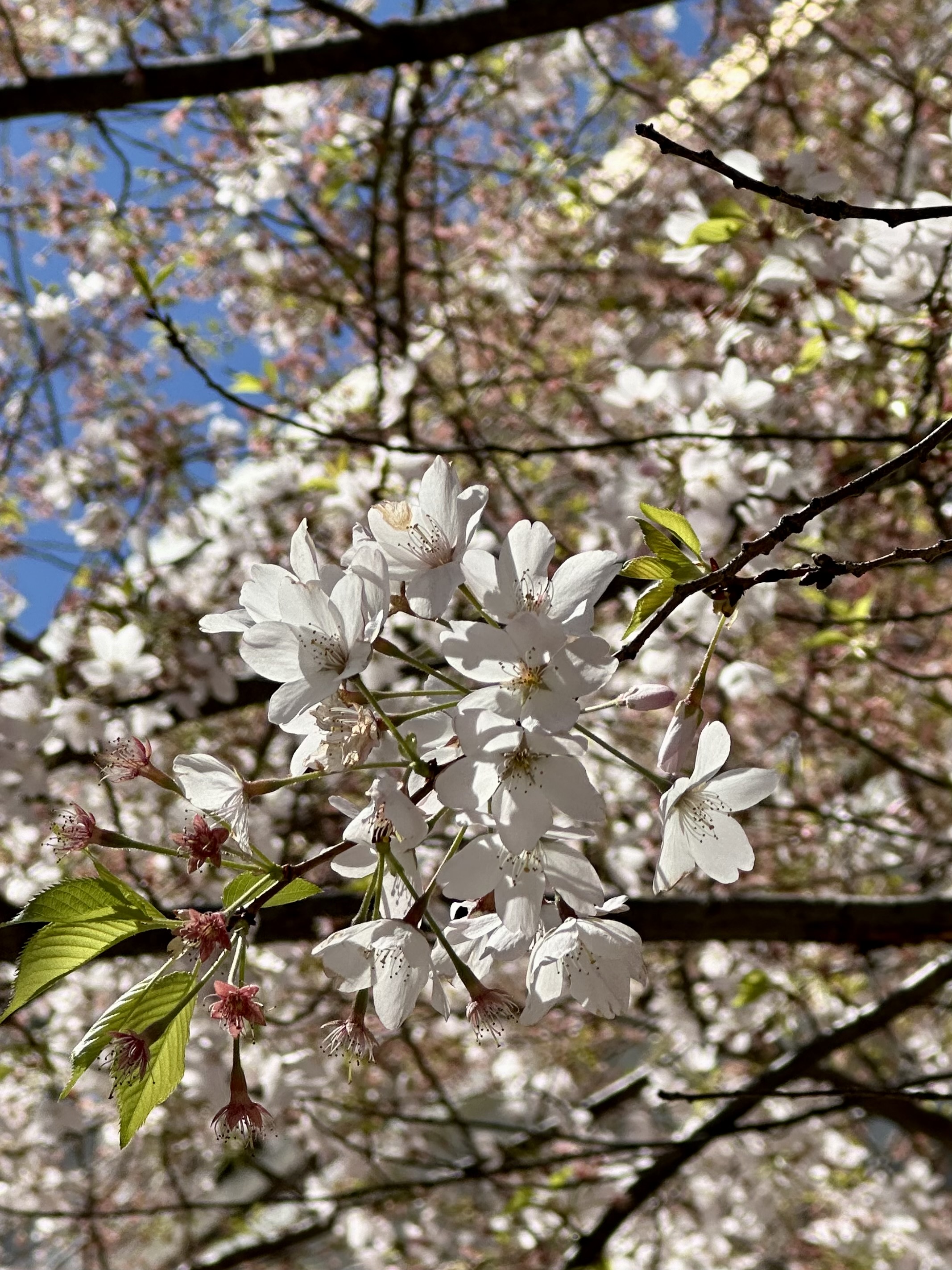 Yoshino Cherry