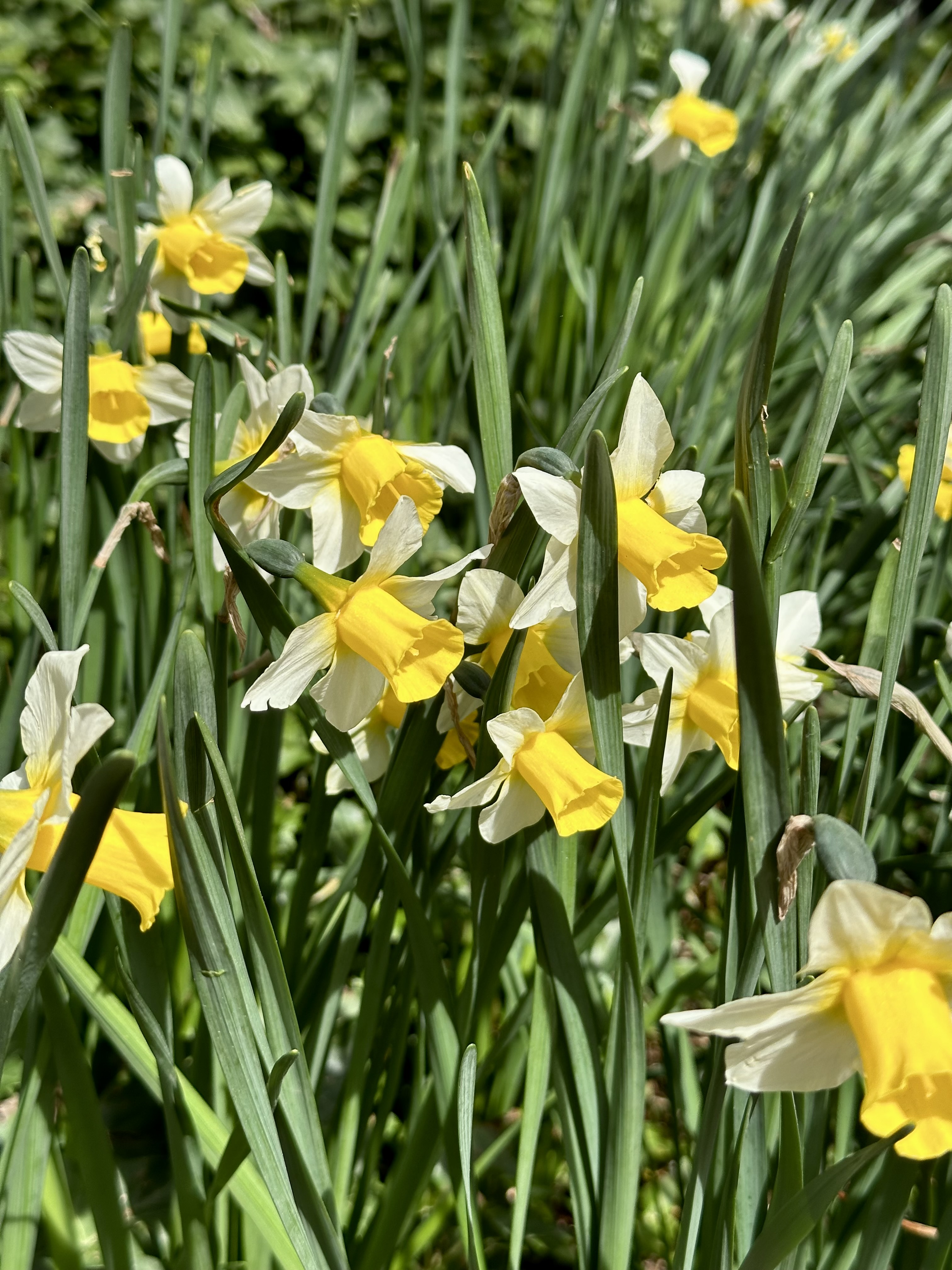 Yellow Daffodil