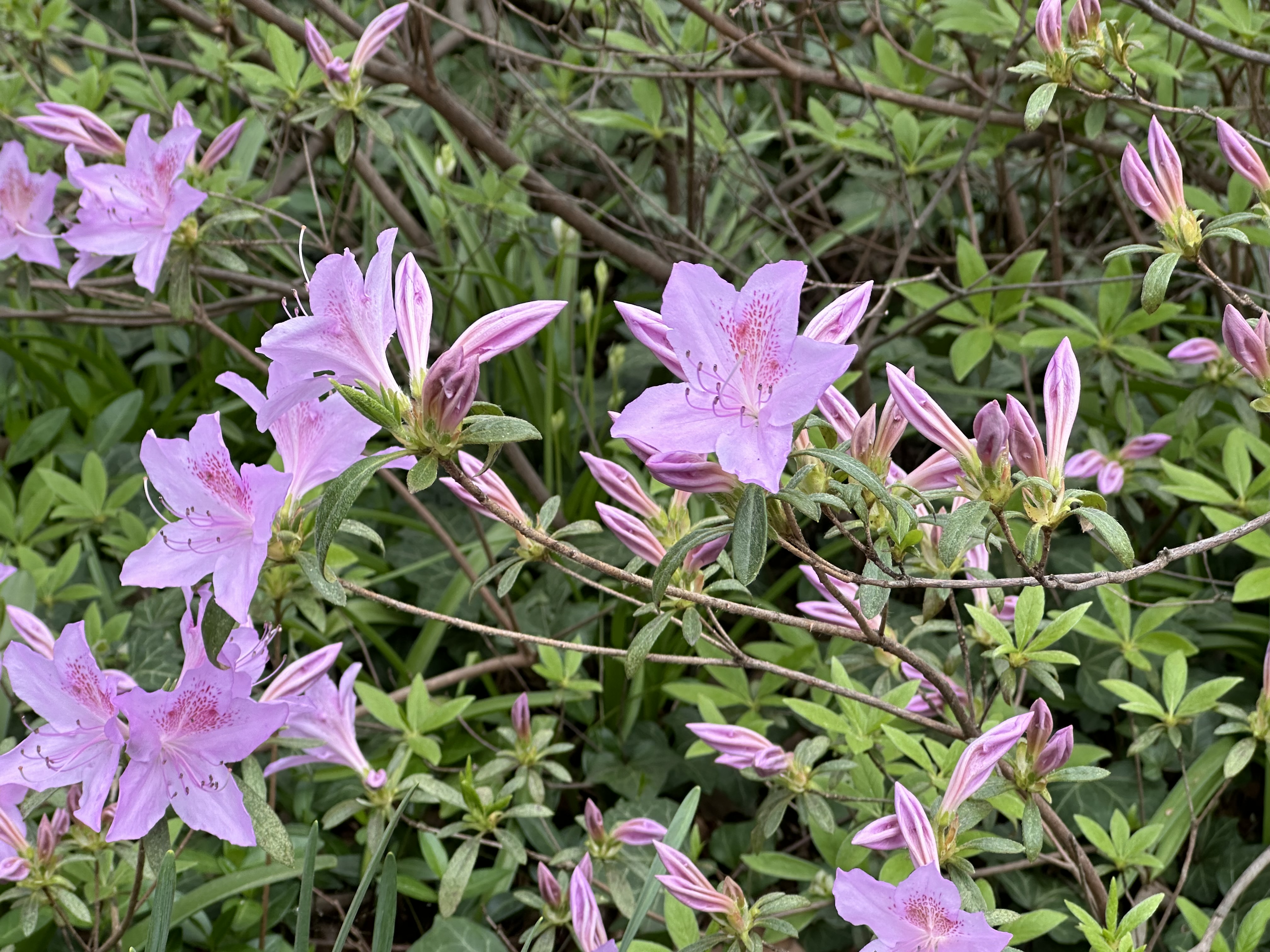 Rhododendron