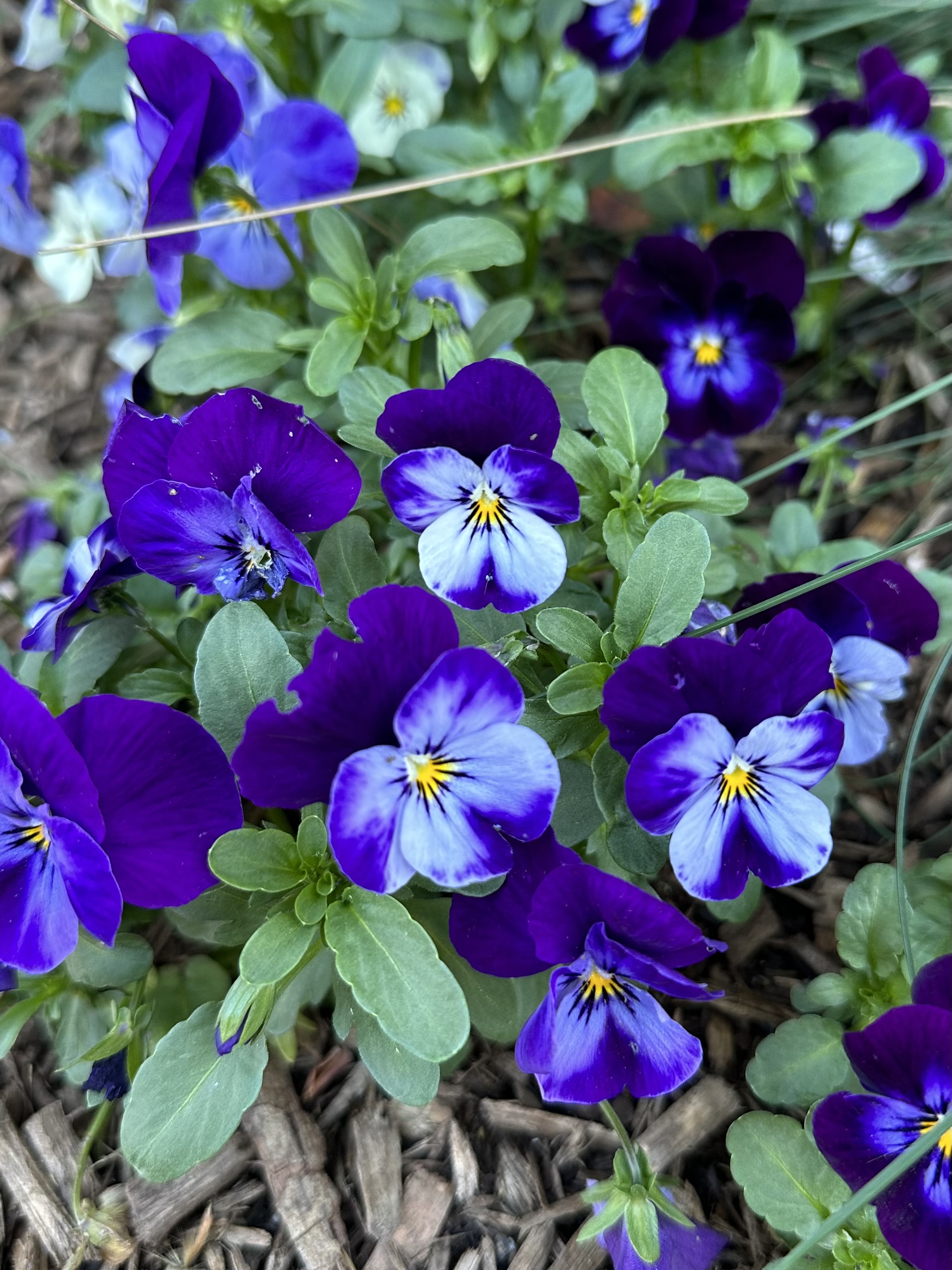 Pansy