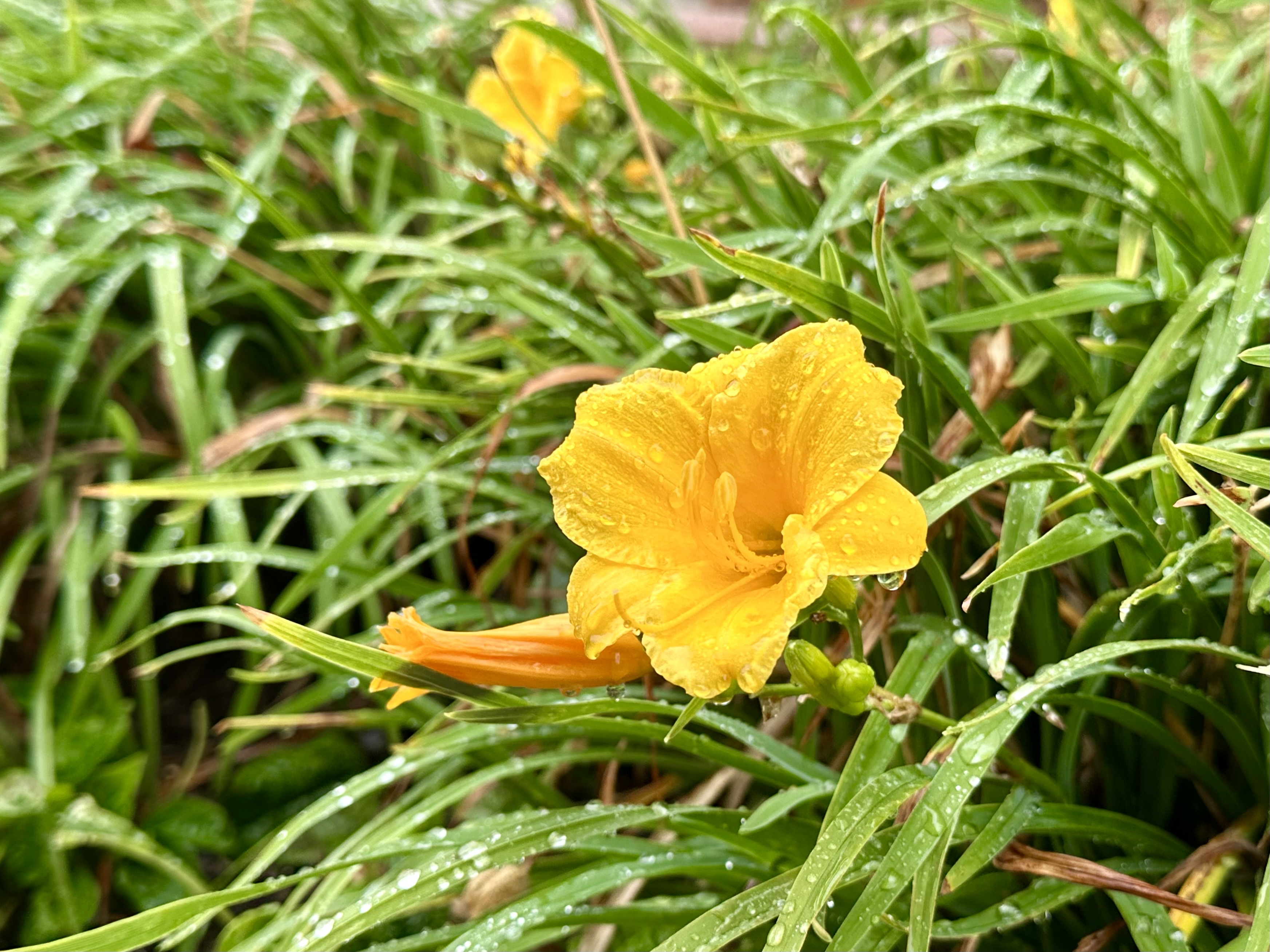 Daylily, Hemerocallis