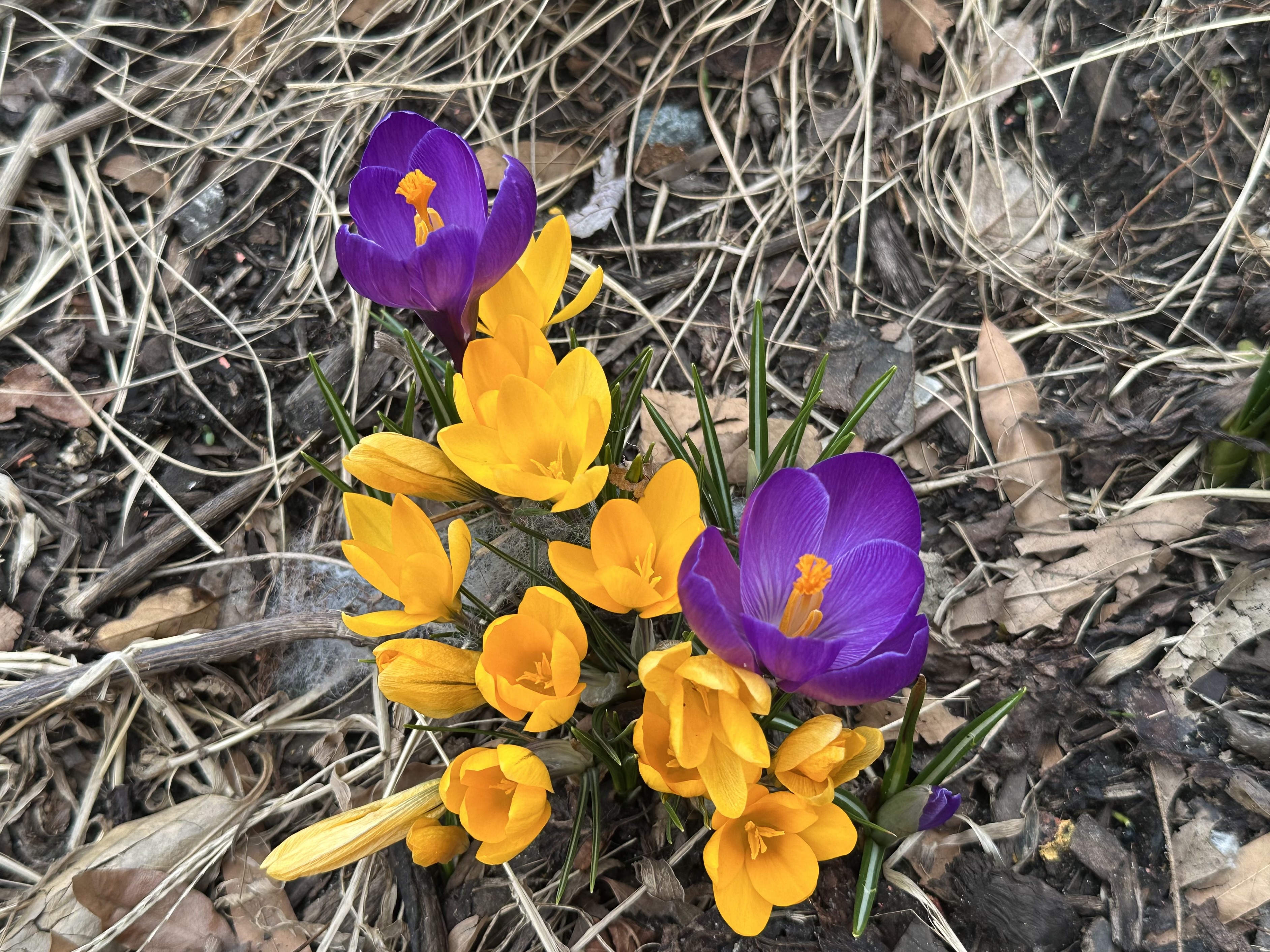 Crocus