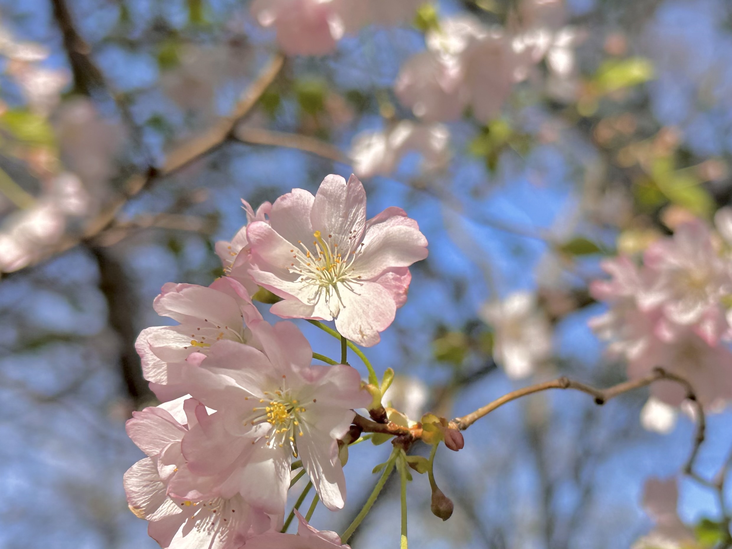 Cherry Blossom