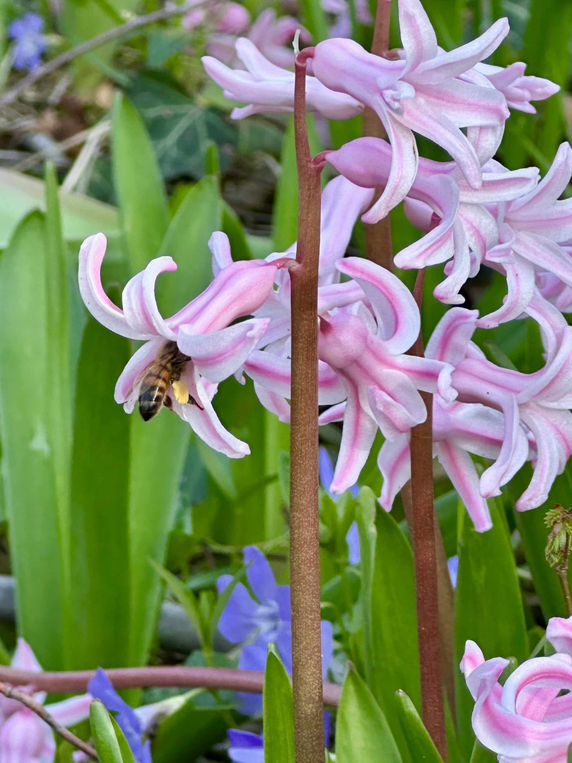 Hyacinth
