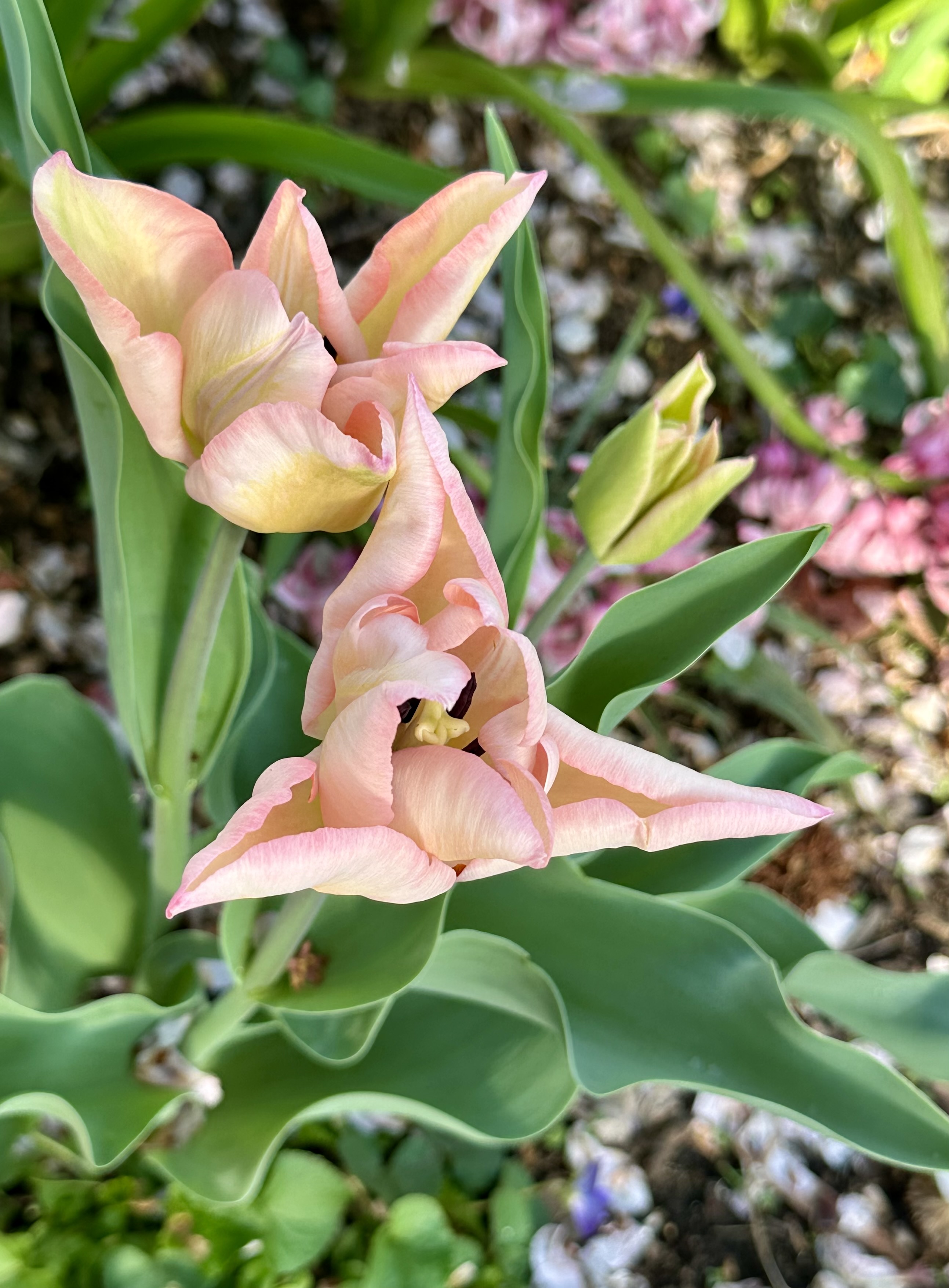Tulip