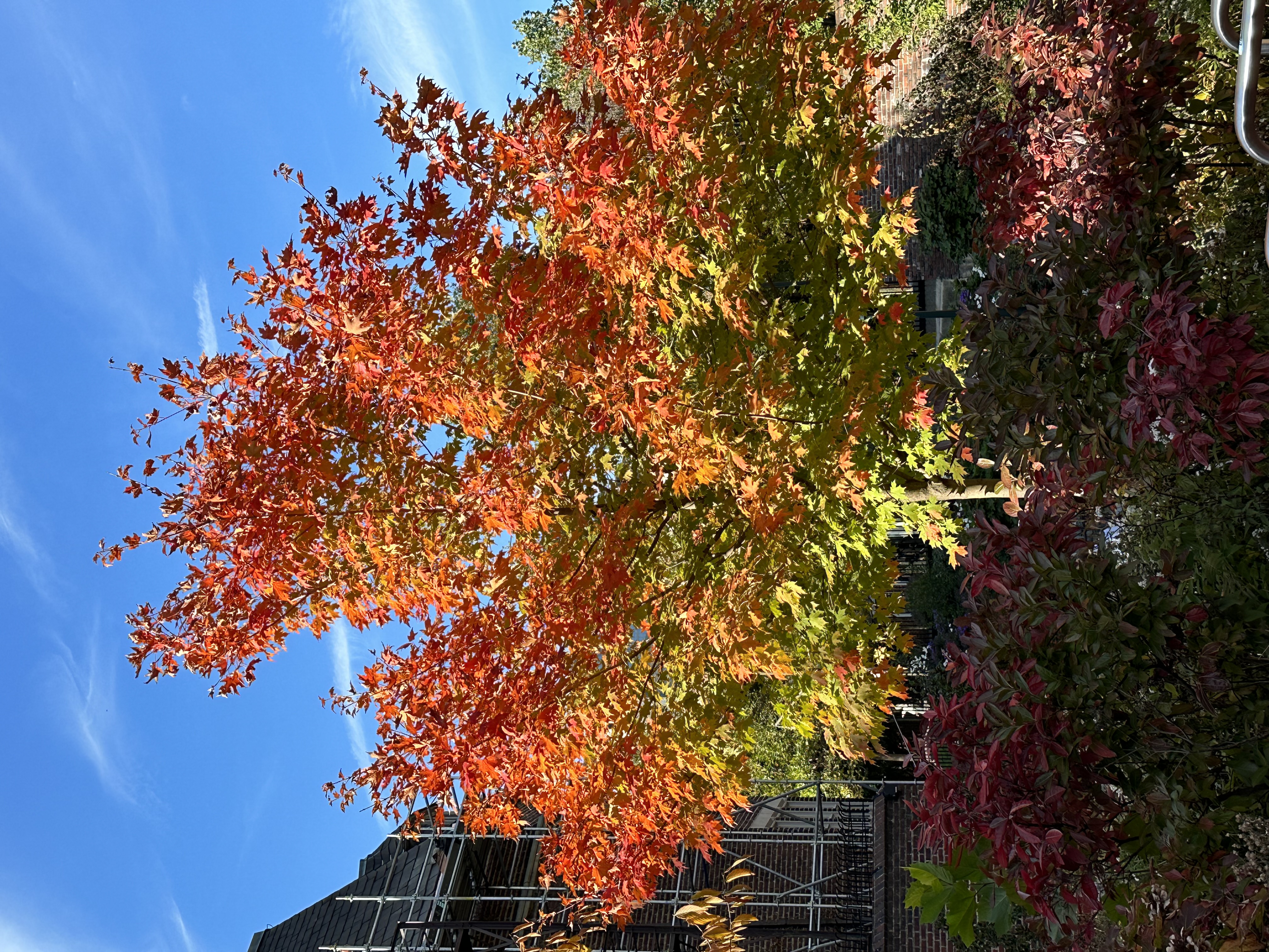 Autumn Leaves