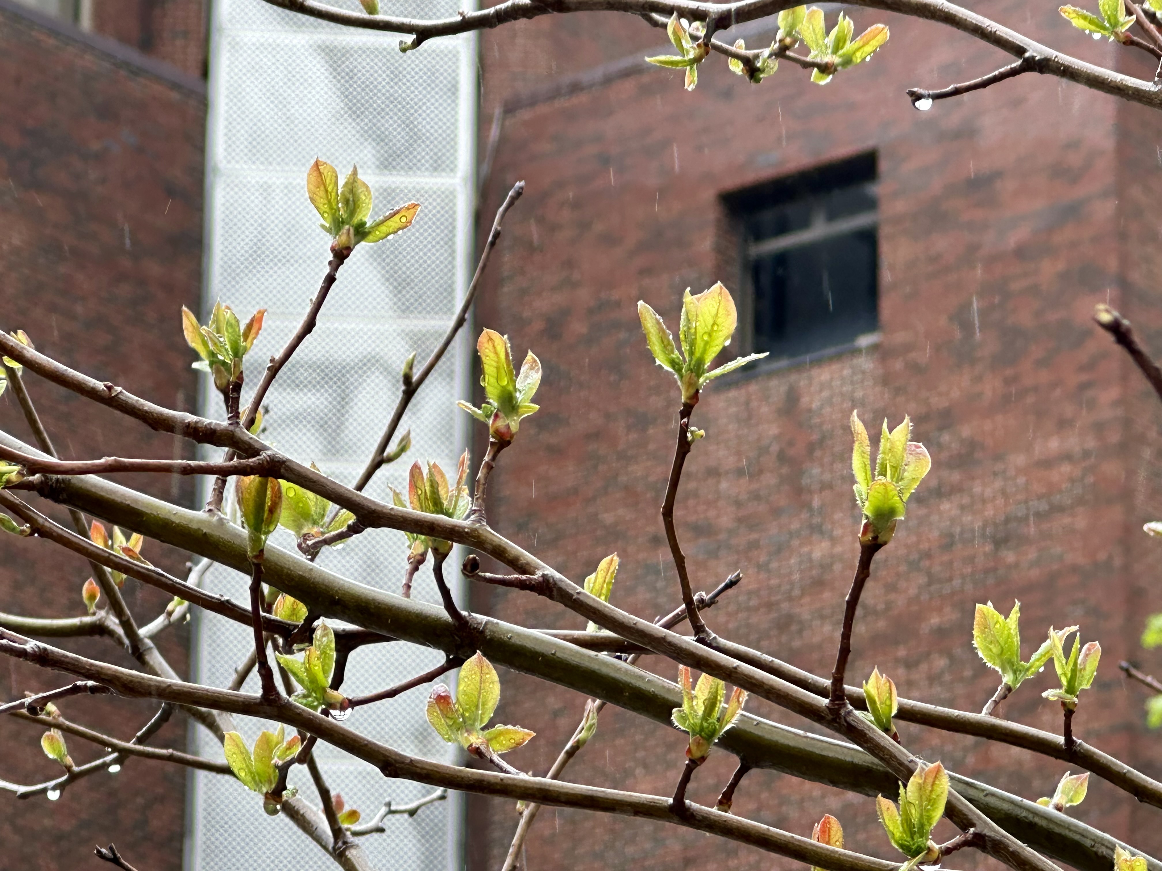 Spring Rain