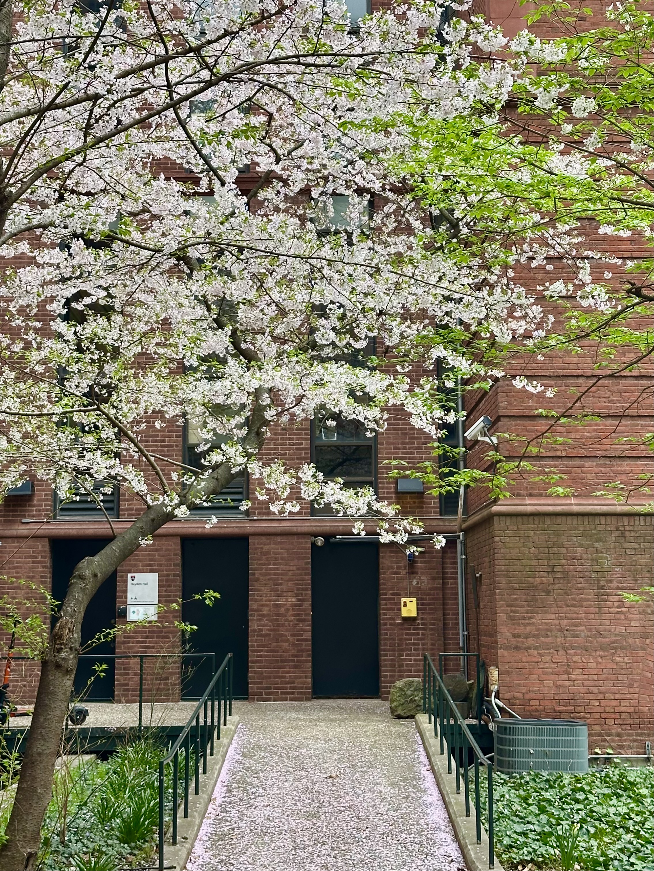 Cherry Blossom Road